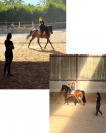 Cheval PRE 5 ans 