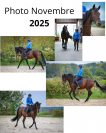Cheval PRE 5 ans 