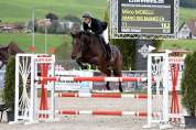 Tres beau hongre de sport, victorieux jusqu'&agrave; 125cm