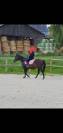 Cheval pur sang arabe PP