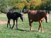 UAHINEE DES PLAINS
