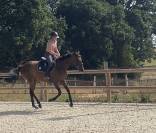 Jument PS 1m58 3,5 ans 