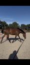 Jument PS 1m58 3,5 ans 