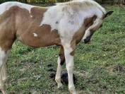 Pouliche paint 
