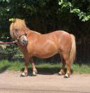 Draagmerrie Shetland Te koop 2021 Vos