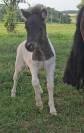 Draagmerrie Shetland Te koop 2021 Vos