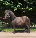 Draagmerrie Shetland Te koop 2021 Vos