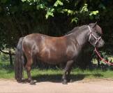 Draagmerrie Shetland Te koop 2021 Vos