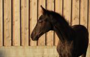 Magnifique poulain SBS par Pegase van't Ruytershof