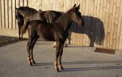 Magnifique poulain SBS par Pegase van't Ruytershof