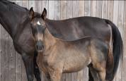 Magnifique poulain SBS par Pegase van't Ruytershof