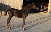 Magnifique poulain SBS par Pegase van't Ruytershof