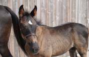 Magnifique poulain SBS par Pegase van't Ruytershof