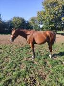 Naguini, jeune cheval prometteur ✨