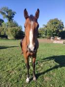 Naguini, jeune cheval prometteur ✨