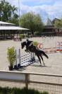 Superbe jument de concours