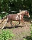Pouliche Welsh