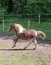 Pouliche Welsh