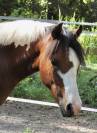 Pouliche Welsh