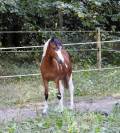 Pouliche Welsh