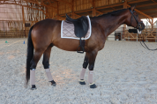 hanovrien 9 ans dressage qualit&eacute; +