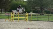 Jument d'exception en saut d'obstacles + excellent &eacute;lev