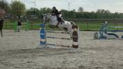 Jument d'exception en saut d'obstacles + excellent &eacute;lev