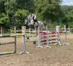 Jument d'exception en saut d'obstacles + excellent &eacute;lev