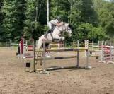 Jument d'exception en saut d'obstacles + excellent &eacute;lev