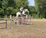 Jument d'exception en saut d'obstacles + excellent &eacute;lev
