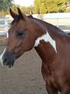 Vendo splendido American Paint horse Castrone