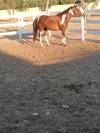 Vendo splendido American Paint horse Castrone