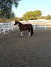 Vendo splendido American Paint horse Castrone
