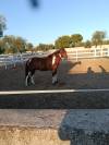 Vendo splendido American Paint horse Castrone