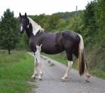 Jument barock pinto 
