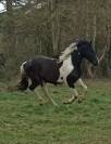 Jument barock pinto 