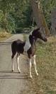 Jument barock pinto 