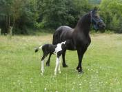 Jument barock pinto 