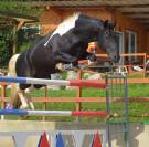 Jument barock pinto 
