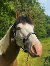 NEVRASKO DE LA TOUR - Saillie paint horse 