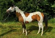 NEVRASKO DE LA TOUR - Saillie paint horse 