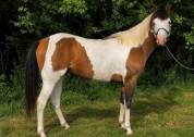 NEVRASKO DE LA TOUR - Saillie paint horse 