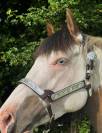 NEVRASKO DE LA TOUR - Saillie paint horse 