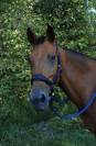 JUMENT &Agrave; VENDRE 