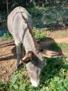 2 &acirc;nes castr&eacute;s &agrave; vendre 