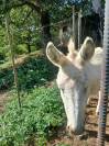 2 &acirc;nes castr&eacute;s &agrave; vendre 