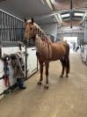 &Agrave; vendre Imperioso PRE