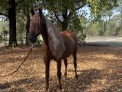 &Agrave; vendre Imperioso PRE