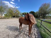 &Agrave; vendre Imperioso PRE