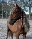 &Agrave; vendre Imperioso PRE
